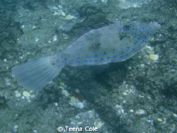 File fish swimming and feeding off rocks at Boynton Beach... by Teena Cole 